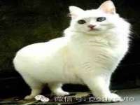 丹东市振兴区派特生物皮肤病研究所