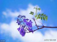 丹东市振兴区派特生物皮肤病研究所