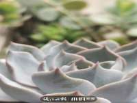 丹东市振兴区派特生物皮肤病研究所