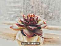 丹东市振兴区派特生物皮肤病研究所