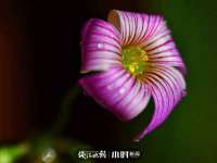 丹东市振兴区派特生物皮肤病研究所
