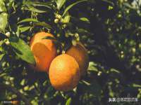 丹东市振兴区派特生物皮肤病研究所