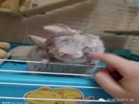 丹东市振兴区派特生物皮肤病研究所