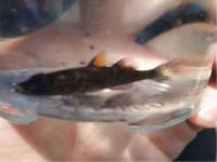丹东市振兴区派特生物皮肤病研究所