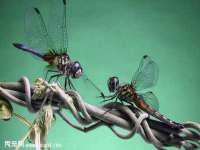丹东市振兴区派特生物皮肤病研究所