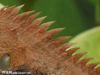 丹东市振兴区派特生物皮肤病研究所