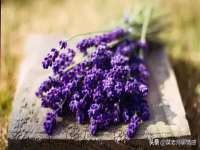 丹东市振兴区派特生物皮肤病研究所