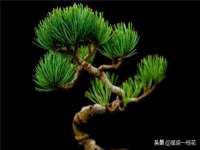 丹东市振兴区派特生物皮肤病研究所