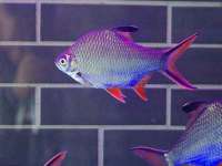 丹东市振兴区派特生物皮肤病研究所