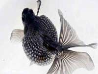 丹东市振兴区派特生物皮肤病研究所